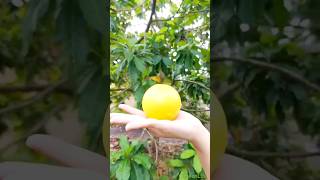 Pouteria Caimito fruit Vú sữ hoàng kim fruit garden farming [upl. by Innig469]