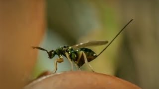 Life of Insects  Attenborough Life in the Undergrowth  BBC Earth [upl. by Yank]