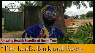 health benefits of neem tree [upl. by Stieglitz]