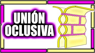 COMPRENDE YA LAS UNIONES OCLUSIVAS  EN MENOS DE 5 MINUTOS🧬🩺 [upl. by Hpesoy]