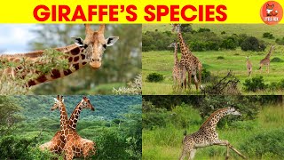 Giraffe Species Names in English for kids kidslearning animals giraffe [upl. by Januarius379]