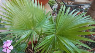 Livistona chinensis The Chinese Fan Palm or Round leaf Fountain palm [upl. by Tila]