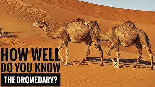 Dromedary  Description Characteristics and Facts [upl. by Savihc]