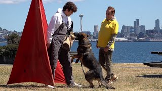 Skyline Protection Kraftwerk K9 Bite Work in Seattle [upl. by Nrobyalc]