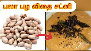 Jackfruit Seed Chutney Palapalam Kottai chutney in Tamil  Chutney recipes in TamilShaluma recipes [upl. by Mathur]