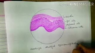 Histology diagrams keratinized stratified squamous epithelium histologydiagrams [upl. by Yevrah452]