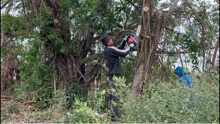 Challenge to create surprise when Cutting down dangerous trees with chainsaw [upl. by Bernita]