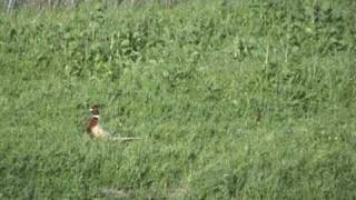 Pheasant San Ramon [upl. by Witcher]