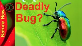 Dogbane Leaf Beetle can Stop Your Heart [upl. by Ylrebmit]