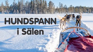 Stöten i Sälen  Hundspann [upl. by Alegnave844]