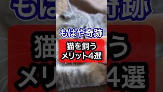 もはや奇跡！猫を飼うメリットを獣医師が解説 保護猫 猫のいる暮らし 猫 ねこ ネコ 獣医師 [upl. by Marelya]