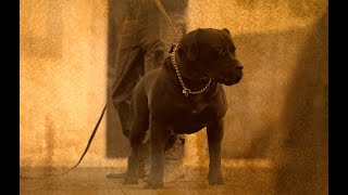 Training Boerboels  TYR Protection Dogs Loading [upl. by Aihsyt]