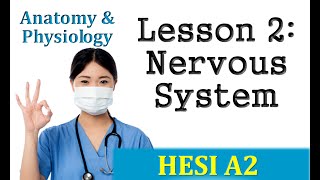 HESI Anatomy and Physiology  Lesson 2 Nervous System [upl. by Somerset]