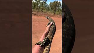 Yoinking Australia￼ snakeanimalviralwildlifecrocodileyoutubenaturepython [upl. by Lucinda]