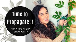 How to Propagate a Rhaphidophora Tetrasperma Mini Monstera Plant in Water Perlite and Soil [upl. by Suruat]