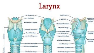 Larynx Model Part 02 Muscles  2nd Year MBBS OSPE [upl. by Nerat]