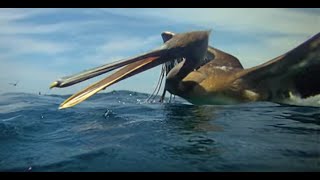 Pelicans Diving  Slow Mo [upl. by Drud511]