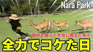 【大阪→奈良】全力で鹿と遊んできた｜奈良公園｜ [upl. by Angi]