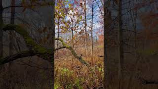 Misty autumn morning in the woods nature woodland [upl. by Akimahc]