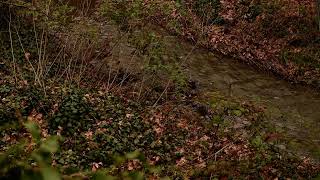 River Sounds in the Tbilisi Botanical Garden LXIII  Georgia [upl. by Lowenstern226]