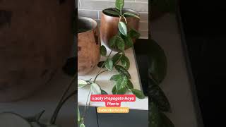 Easily Propagate Hoya Plants at Home [upl. by Nida396]