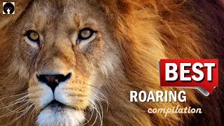 My ROARING COMPILATION  BEST ROARS on YouTube revised [upl. by Kalil]