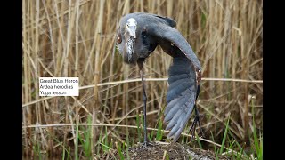 Bobolink heron owlet warblers and many more Montezuma New York 532024 [upl. by Ennailuj]