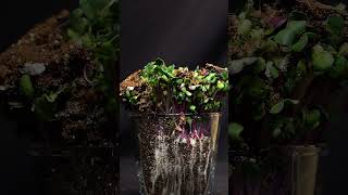 7 Days Radish Seeds Growing Time Lapse [upl. by Lebama]