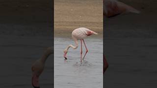 Пляски Фламинго 🦩 Танцуют всее музыка travel animals wildlife фламинго flamingo namibia [upl. by Loreen]