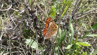 Euphydryas desfontainii Damier de Godart femelle cherche a pondre [upl. by Paschasia]