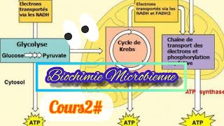 Glycolysepartie1شرح بالعربية 🤔⁦⚠️⁩👍 [upl. by Skoorb]