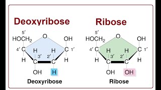 Ribose vs Deoxyribose Key Differences  2024 [upl. by The]