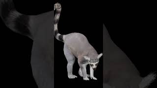 Ring tailed lemur lemur animals nyilonelycompany game lowpoly endangered [upl. by Mahda418]