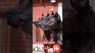 Amazinga fullentertainment video bestof fun part 87 HAIDER MKD [upl. by Hall586]