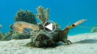 Plongez dans lunivers mystérieux de la rascasse marcheuse ou Poisson démon  Inimicus filamentosus [upl. by Ebag]