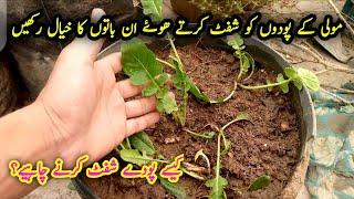 Some tips for transplant redish plants  Paniri transplant krte waqt in baton ka khyal krein [upl. by Disario986]