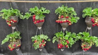 Growing strawberries in plastic bottles Tips for growing strawberries at home [upl. by Patience]