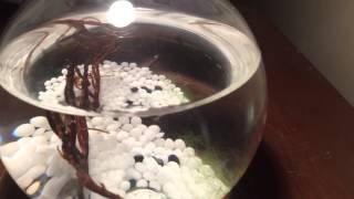 Ecosphere fully enclosed self sustaining ecosystem aquarium glass ball [upl. by Mercuri]