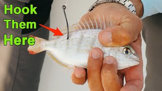 How To Hook Pinfish To Catch More Redfish Snook Trout amp Tarpon [upl. by Derk]