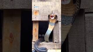 The poisonous snake came to eat the egg Habib tried to save it with his skill snake africa [upl. by Teryl908]