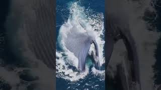 Blue whales mouth swallows a truck [upl. by Sirob]