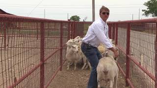 Reid Redden  Sheep amp Goat  Flipping a Sheep or Goat on its rear [upl. by Bokaj]