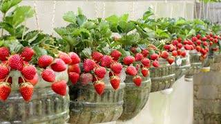 No need for a garden Growing Strawberries at home is very easy and has a lot of fruit [upl. by Ajaj790]