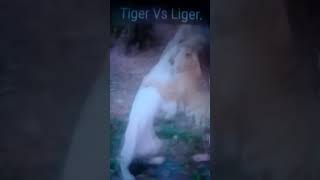 Liger vs Tiger [upl. by Ades]