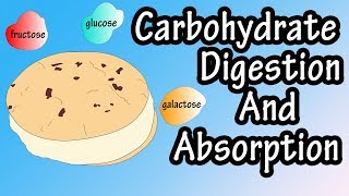 Carbohydrate Digestion And Absorption  Carbohydrate Metabolism [upl. by Lerud989]