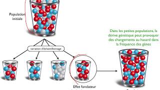 Evolution des populations et spéciation [upl. by Zigmund794]