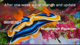 Nudibranch aquarium update Malayalam [upl. by Alain702]