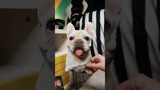 Prank with Dog Vector shorts prank tiktok cartoon funny [upl. by Akinoj]