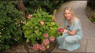 DeadheadingPruning Macrophylla Hydrangea [upl. by Clintock715]