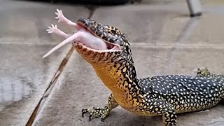 Monitor Lizard eats mice live feeding [upl. by Sirenay]